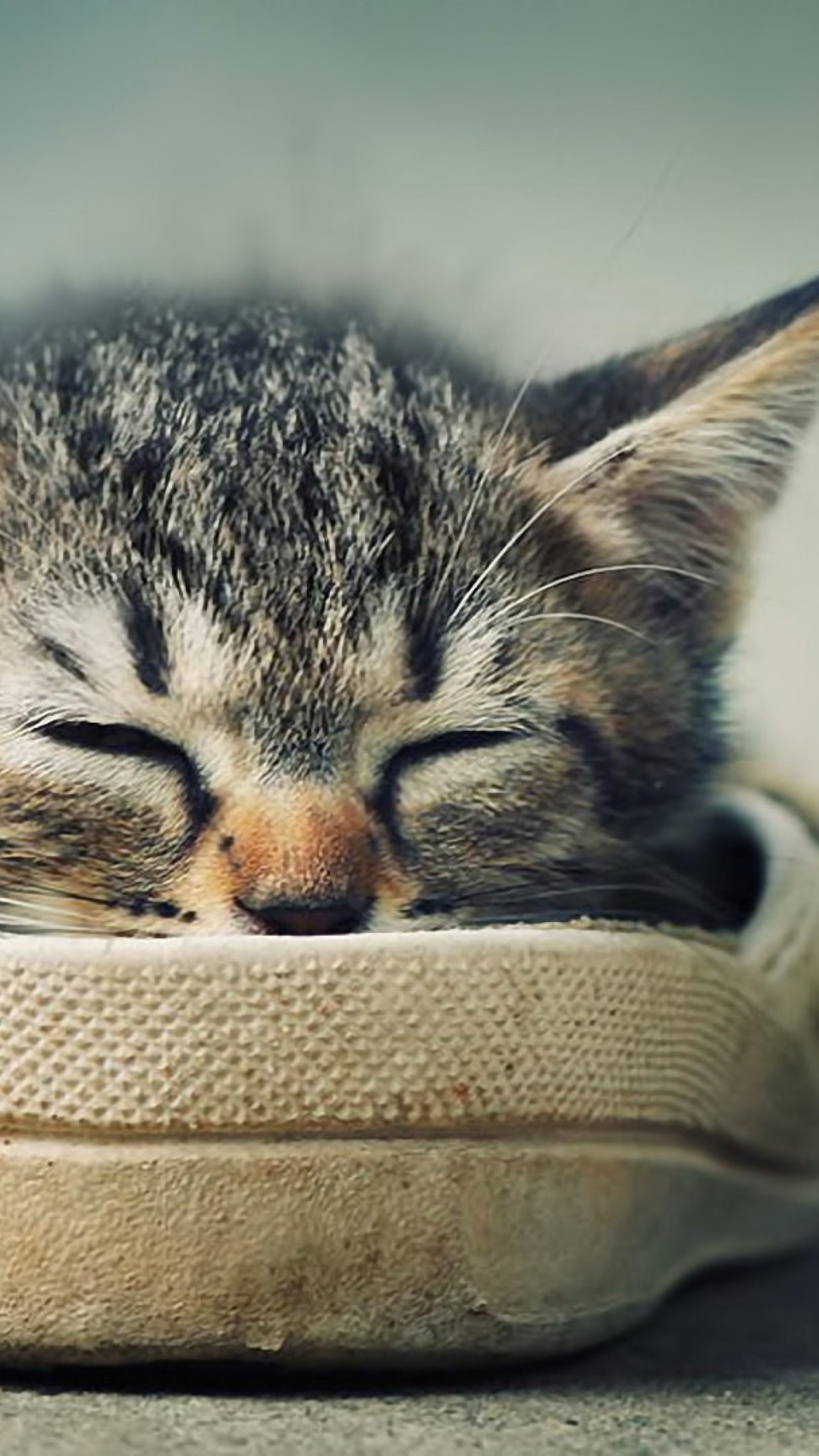 Grey Kitten Sleeping In Shoe wallpaper 1080x1920