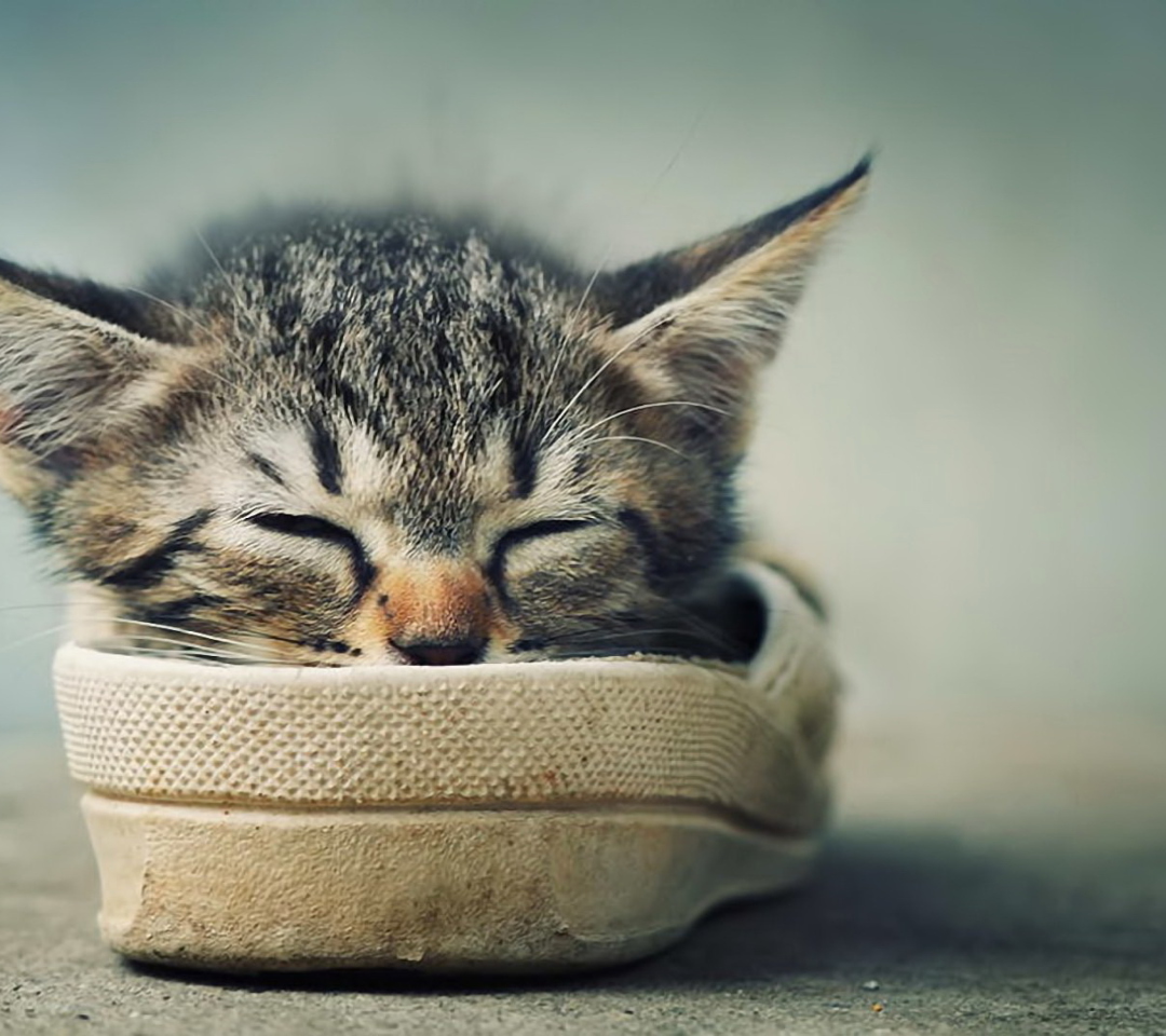 Grey Kitten Sleeping In Shoe wallpaper 1080x960