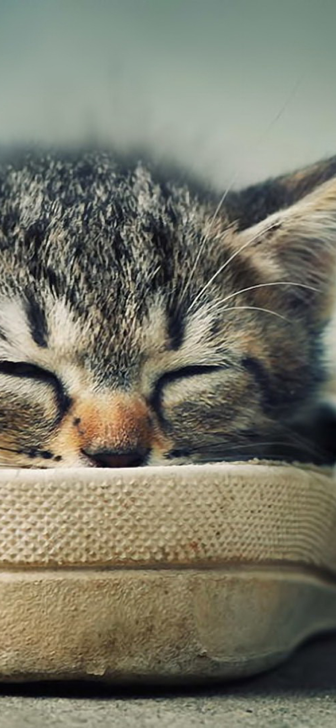 Fondo de pantalla Grey Kitten Sleeping In Shoe 1170x2532