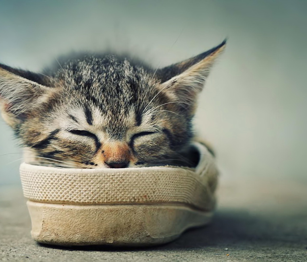 Fondo de pantalla Grey Kitten Sleeping In Shoe 1200x1024