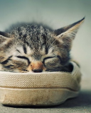 Fondo de pantalla Grey Kitten Sleeping In Shoe 128x160