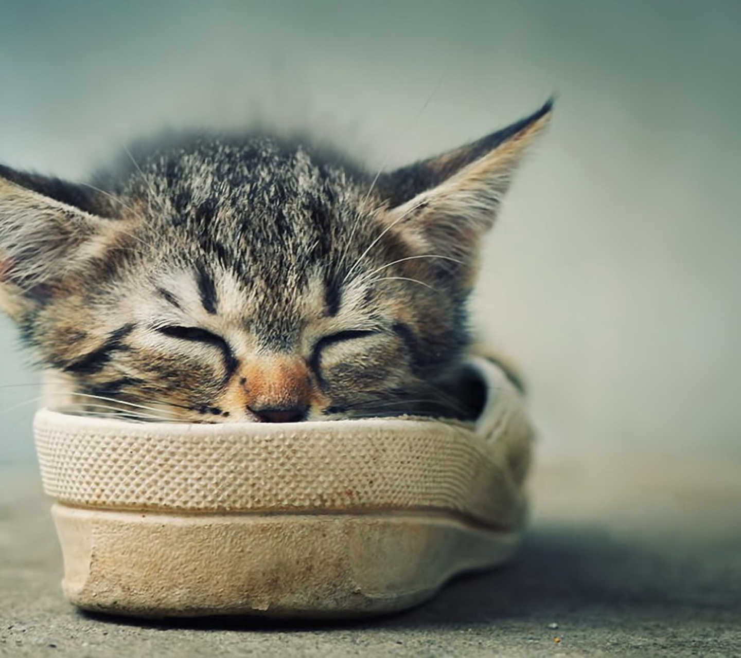 Sfondi Grey Kitten Sleeping In Shoe 1440x1280