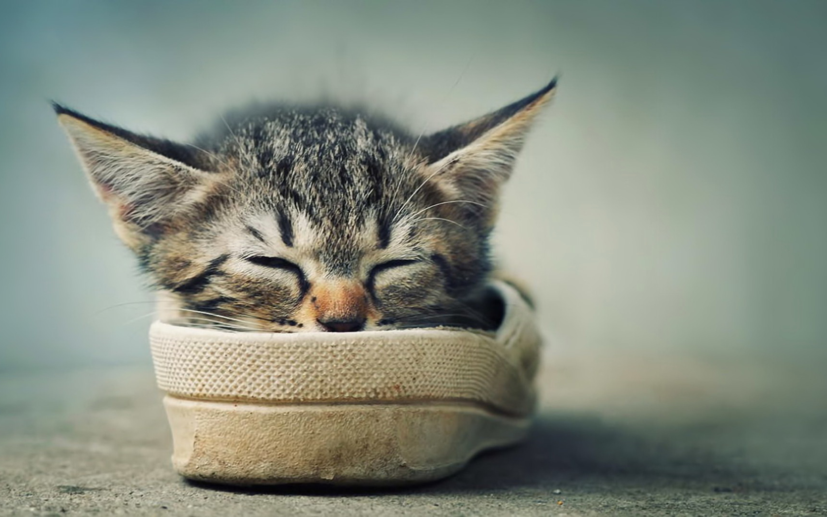 Grey Kitten Sleeping In Shoe wallpaper 1680x1050