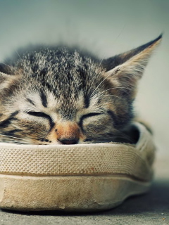 Grey Kitten Sleeping In Shoe wallpaper 240x320