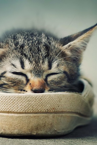 Sfondi Grey Kitten Sleeping In Shoe 320x480