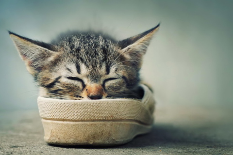 Fondo de pantalla Grey Kitten Sleeping In Shoe 480x320