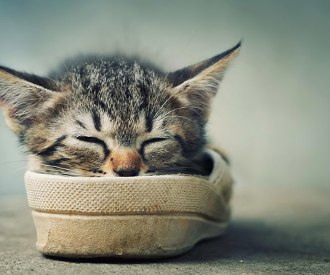 Fondo de pantalla Grey Kitten Sleeping In Shoe 480x400
