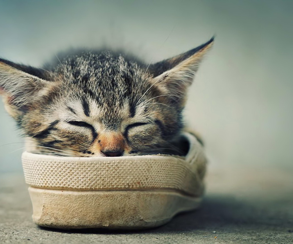 Обои Grey Kitten Sleeping In Shoe 960x800