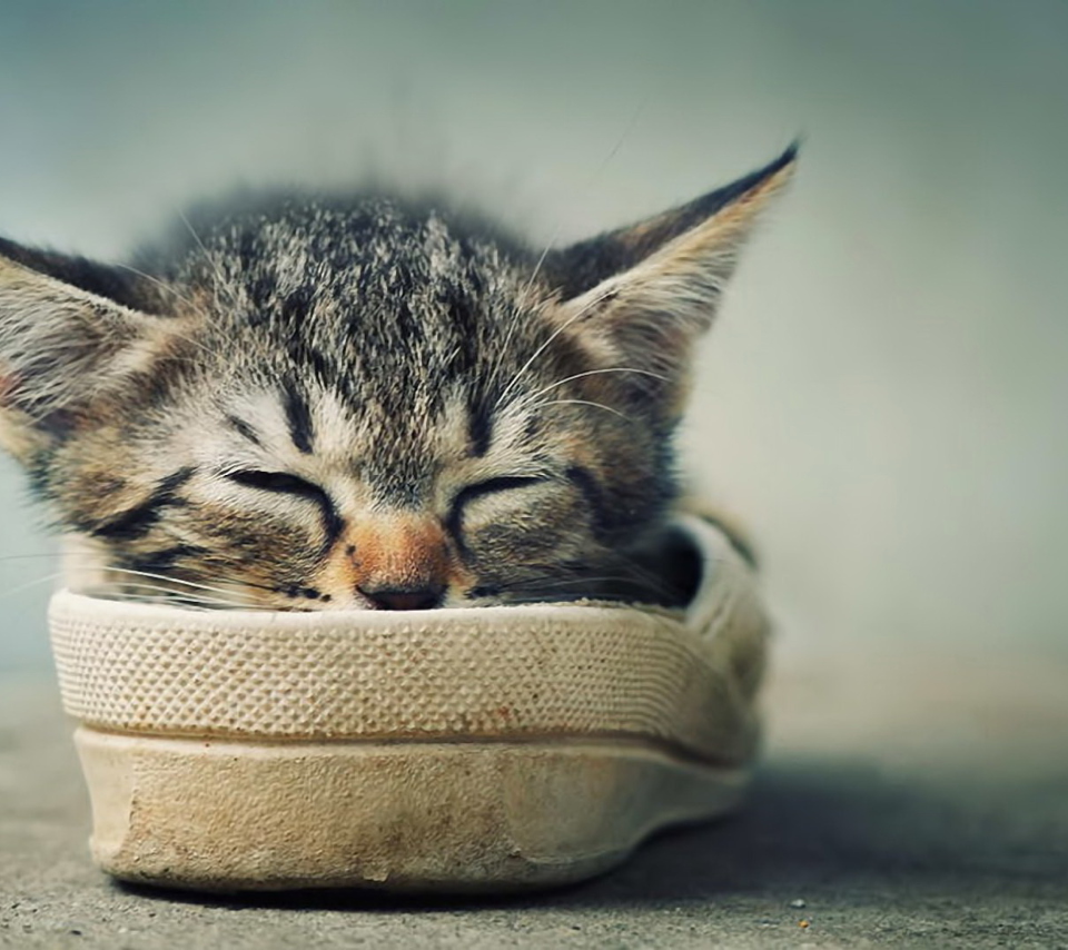 Grey Kitten Sleeping In Shoe wallpaper 960x854