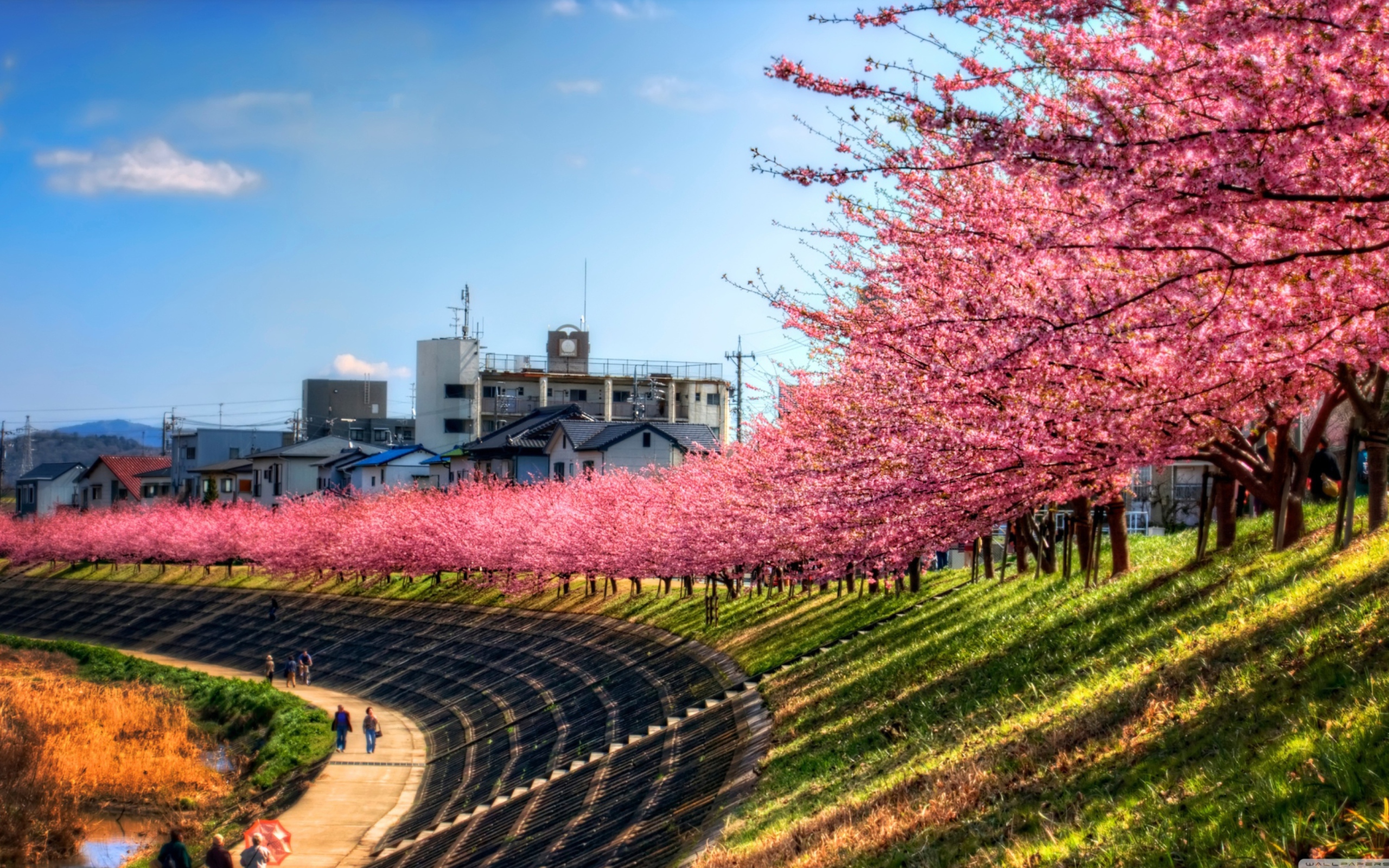 Тропинка цветение сакура Path flowering Sakura скачать