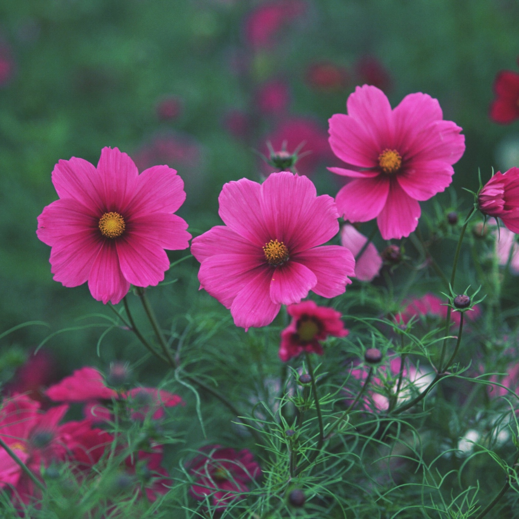 Sfondi Bright Pink Flowers 1024x1024