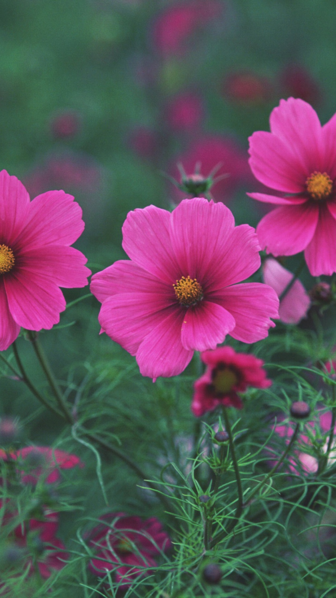 Обои Bright Pink Flowers 1080x1920
