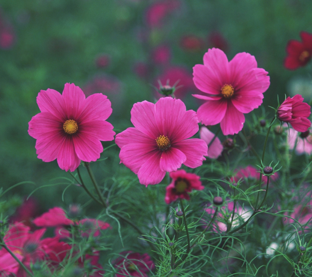 Das Bright Pink Flowers Wallpaper 1080x960