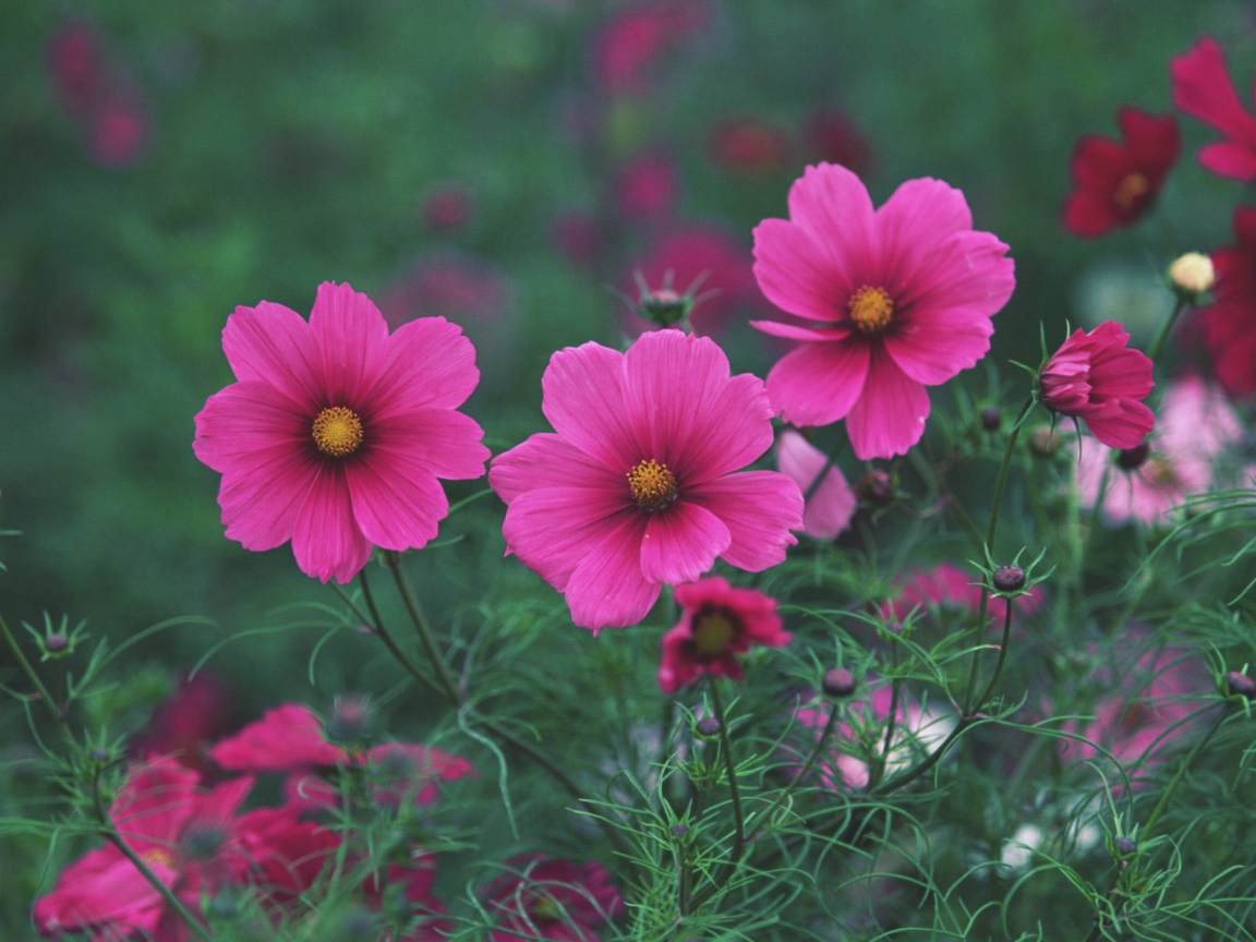 Sfondi Bright Pink Flowers 1152x864