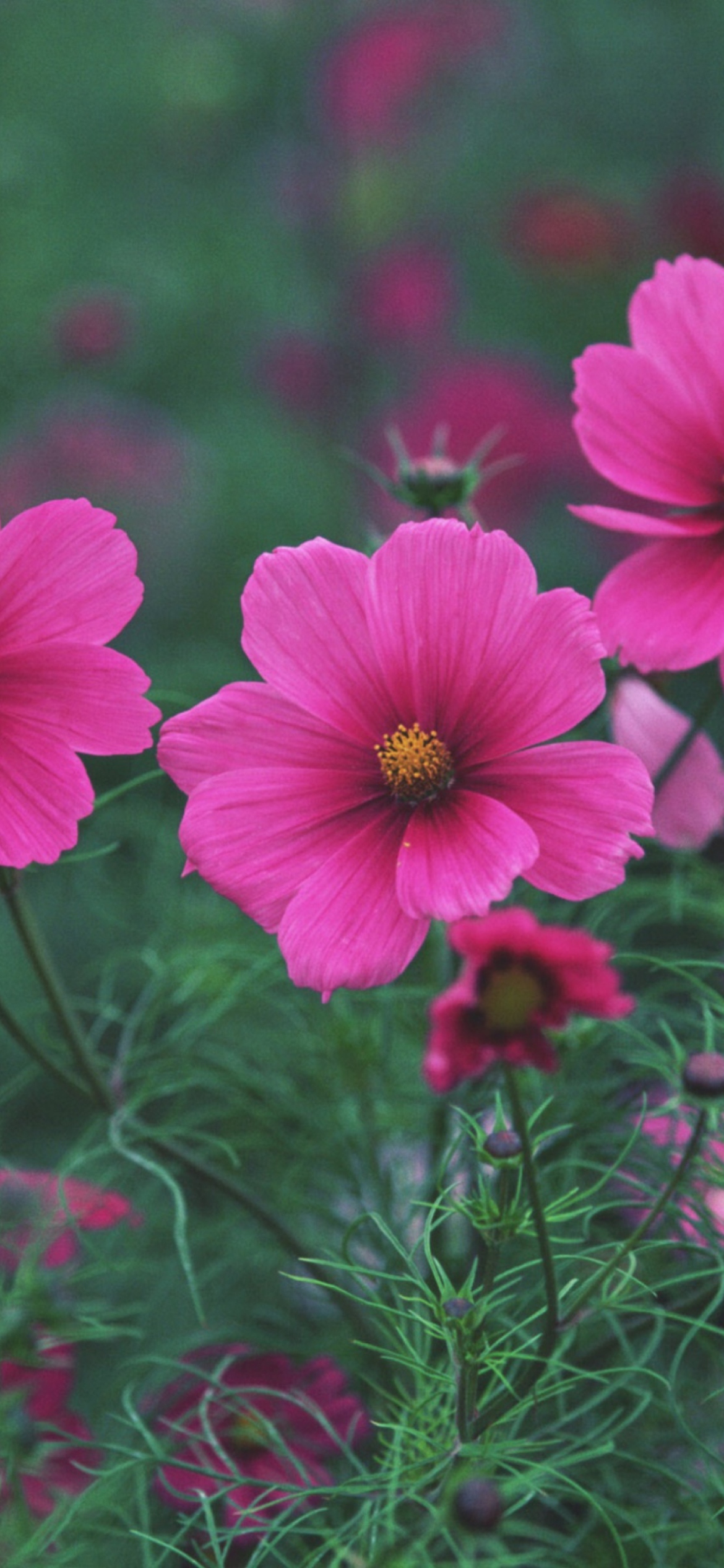 Bright Pink Flowers screenshot #1 1170x2532