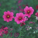 Обои Bright Pink Flowers 128x128