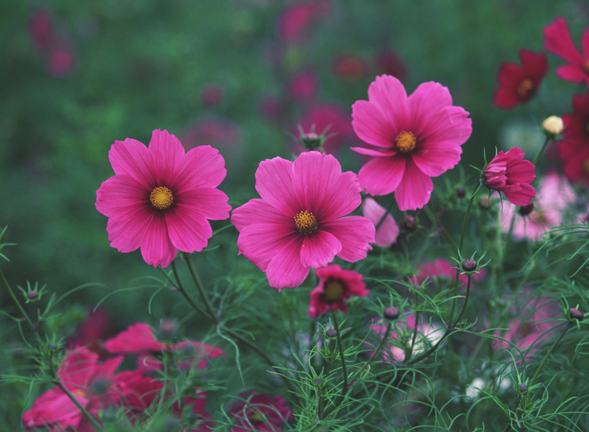 Обои Bright Pink Flowers 1920x1408