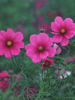 Sfondi Bright Pink Flowers 240x320