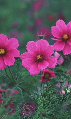 Bright Pink Flowers screenshot #1 240x400
