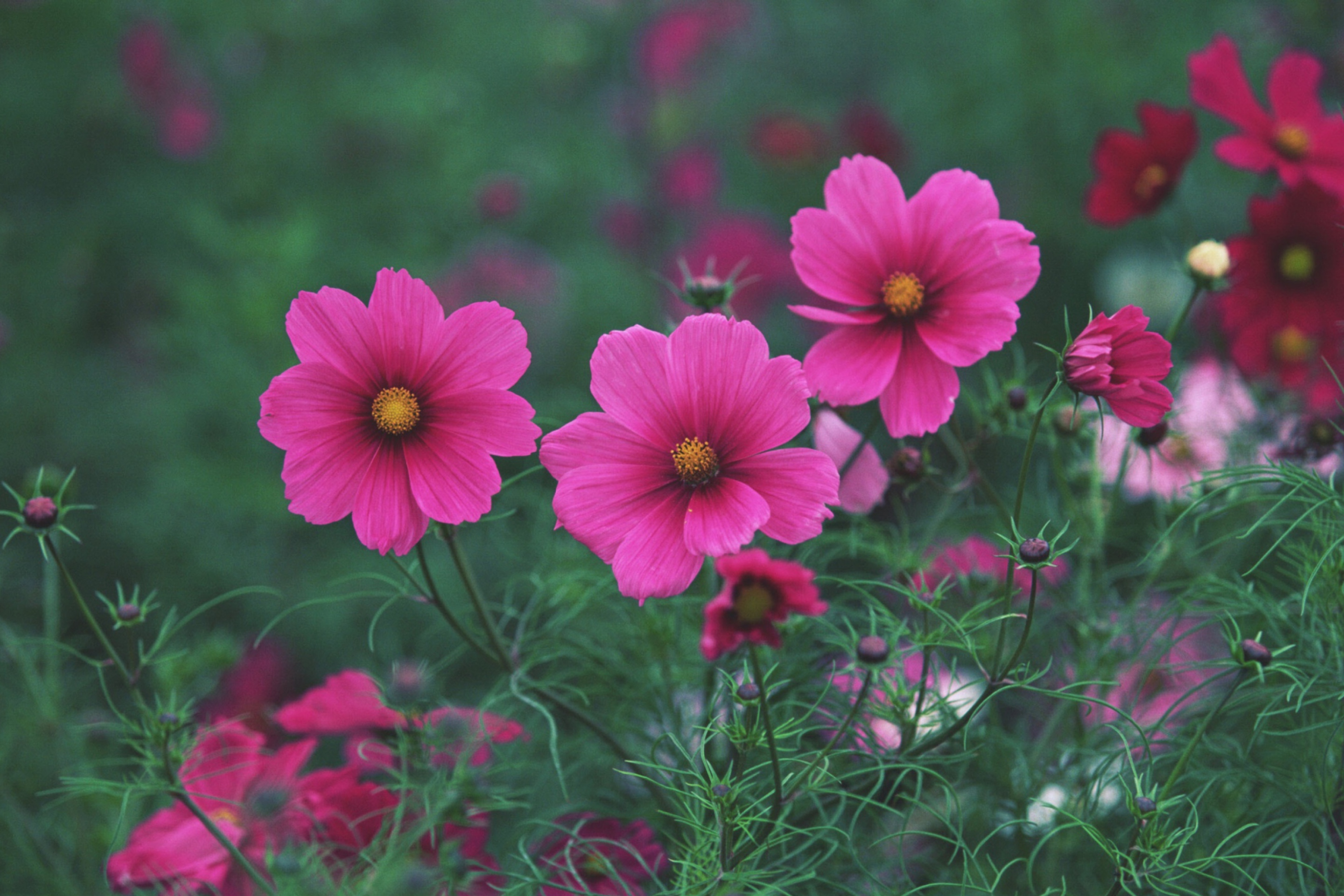 Screenshot №1 pro téma Bright Pink Flowers 2880x1920