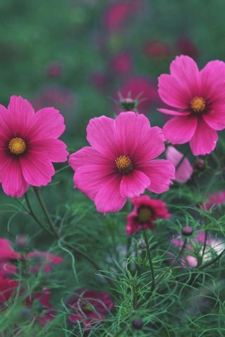 Sfondi Bright Pink Flowers 320x480