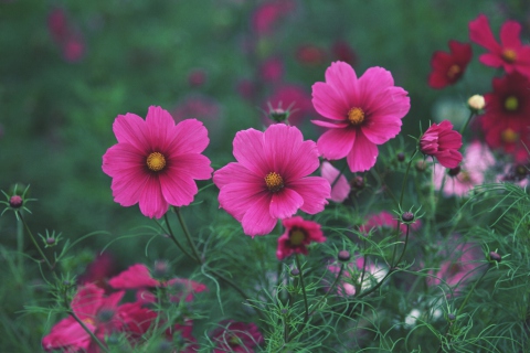 Bright Pink Flowers screenshot #1 480x320
