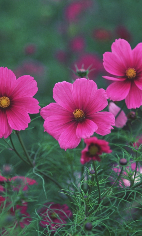 Sfondi Bright Pink Flowers 480x800