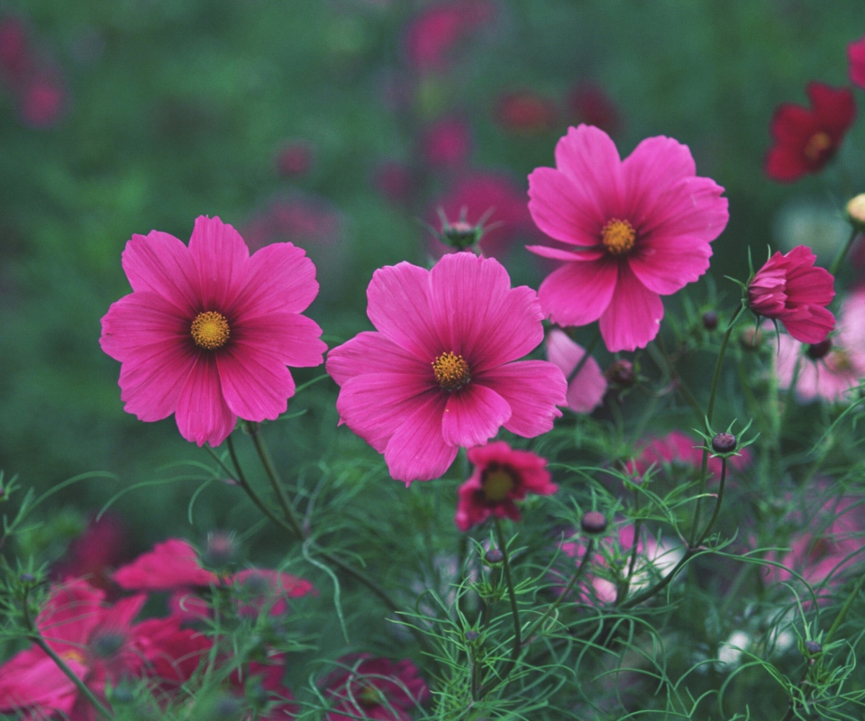 Bright Pink Flowers screenshot #1 960x800