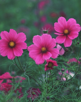 Bright Pink Flowers sfondi gratuiti per Nokia 5800 XpressMusic