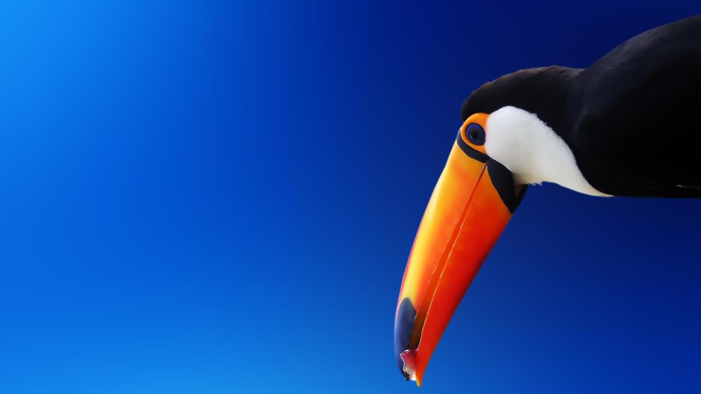 Das Tropical Toucan Wallpaper 1366x768