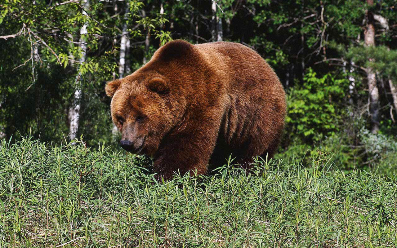 Sfondi Brown Bear 1280x800