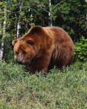 Brown Bear wallpaper 128x160