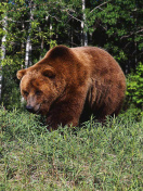 Brown Bear wallpaper 132x176