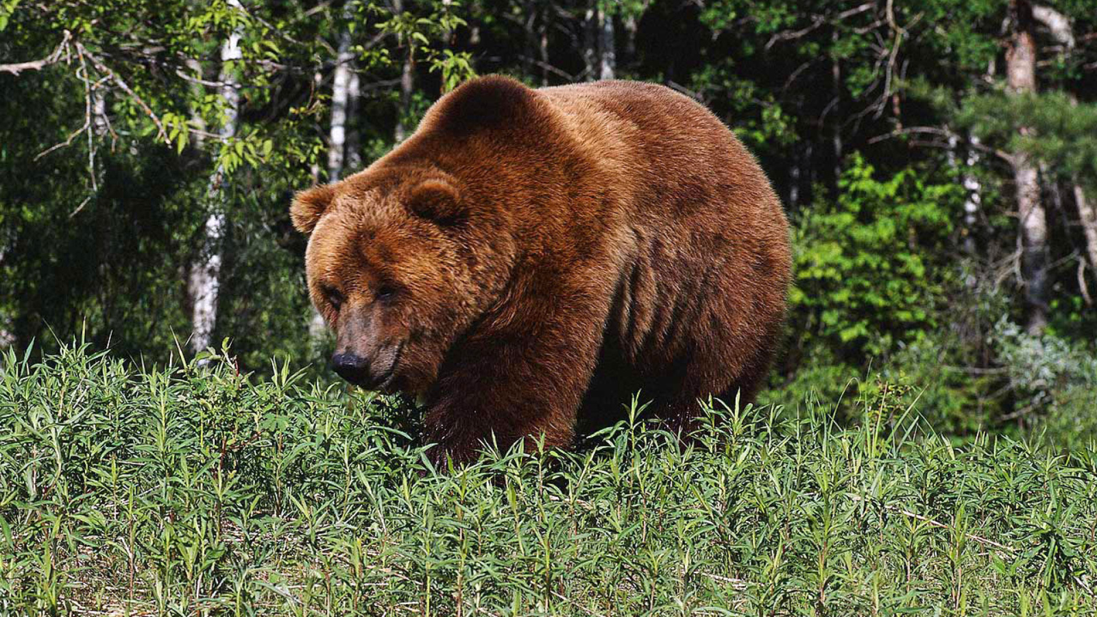 Brown Bear wallpaper 1600x900