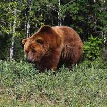 Обои Brown Bear 208x208