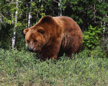 Brown Bear wallpaper 220x176