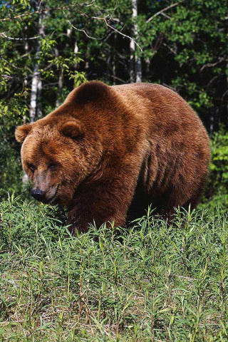 Sfondi Brown Bear 320x480