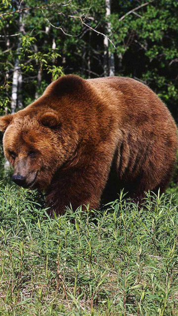 Brown Bear wallpaper 360x640