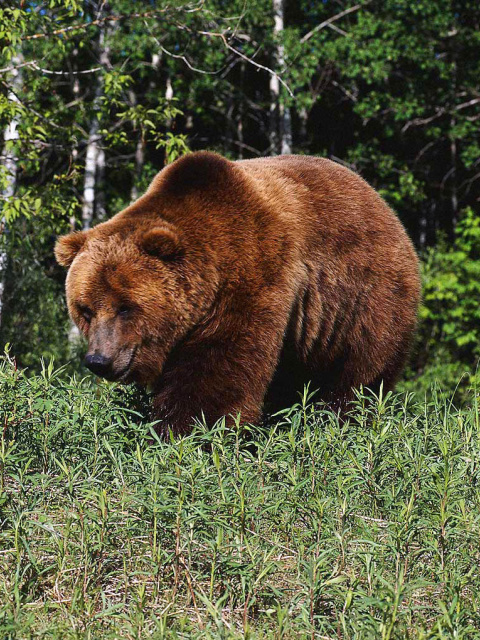 Sfondi Brown Bear 480x640