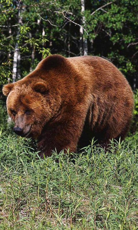 Sfondi Brown Bear 480x800