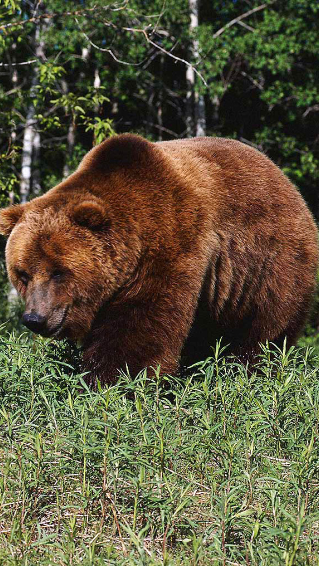 Brown Bear wallpaper 640x1136