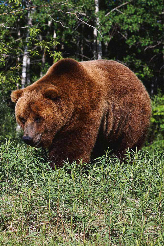 Sfondi Brown Bear 640x960