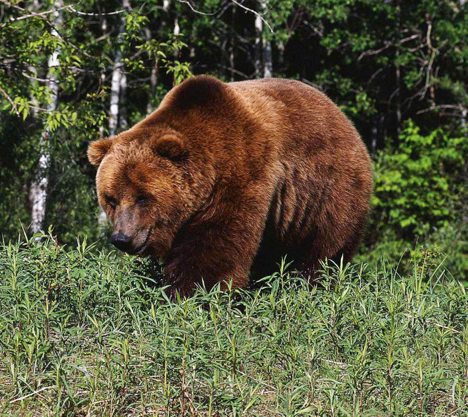 Brown Bear wallpaper 960x854