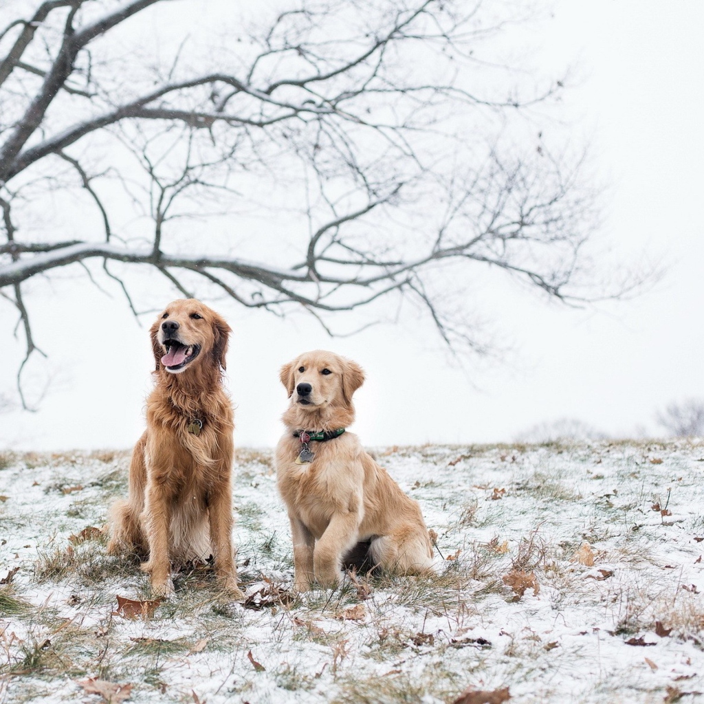 Das Two Dogs In Winter Wallpaper 1024x1024