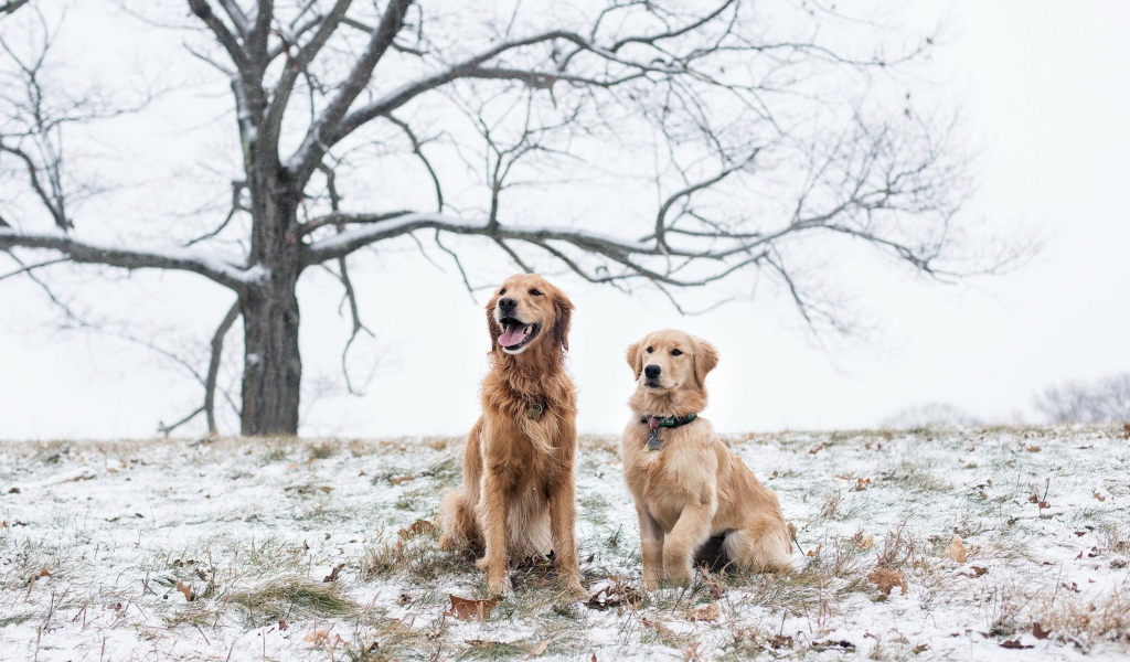 Two Dogs In Winter wallpaper 1024x600