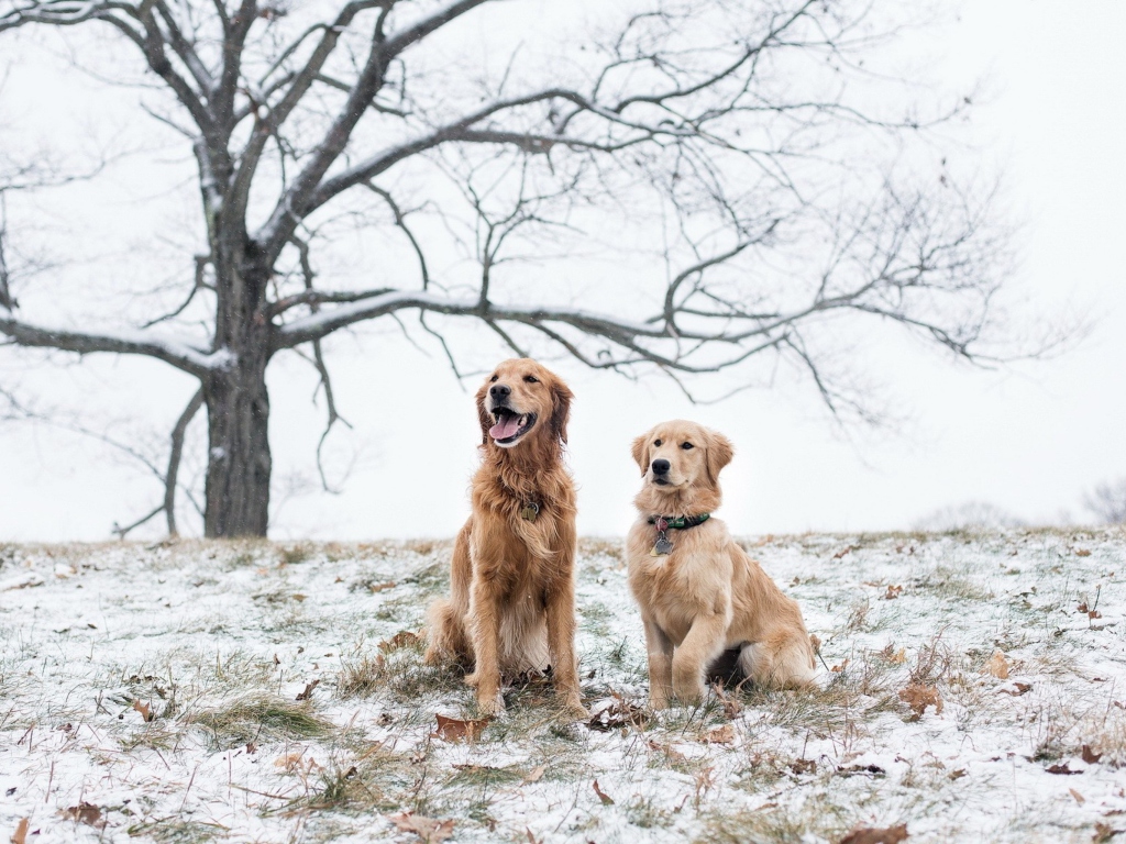 Обои Two Dogs In Winter 1024x768
