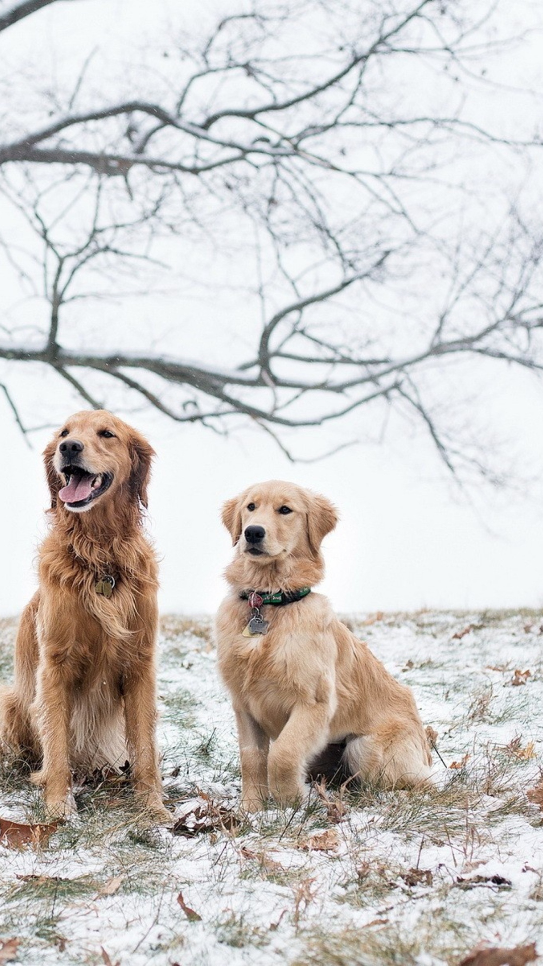 Two Dogs In Winter wallpaper 1080x1920