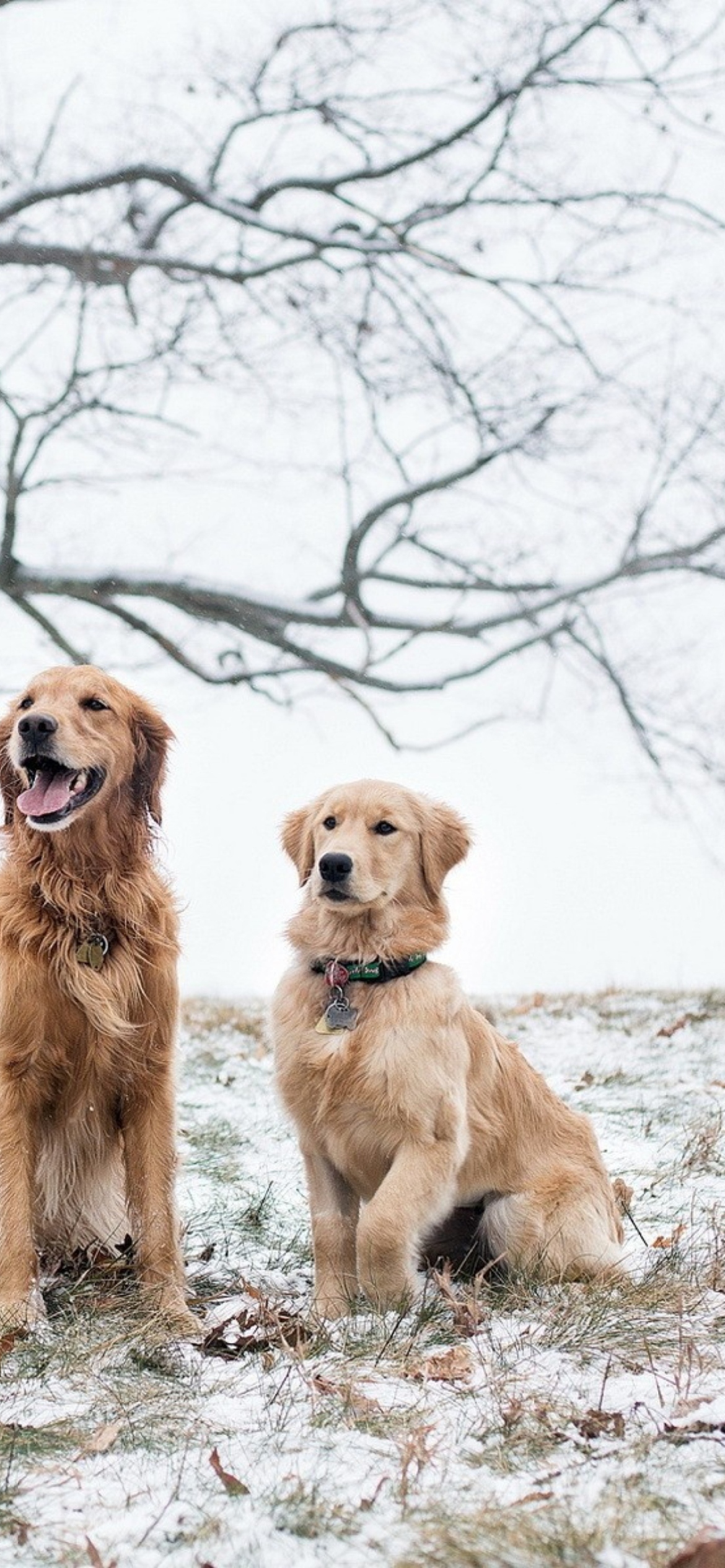 Two Dogs In Winter wallpaper 1170x2532