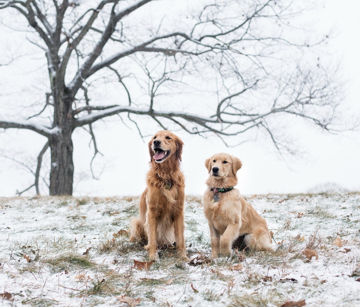 Обои Two Dogs In Winter 1200x1024