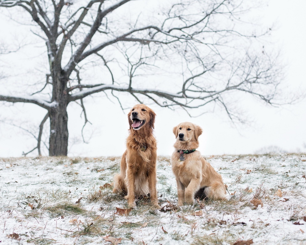 Fondo de pantalla Two Dogs In Winter 1280x1024